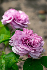Obraz premium Lavender ice rose