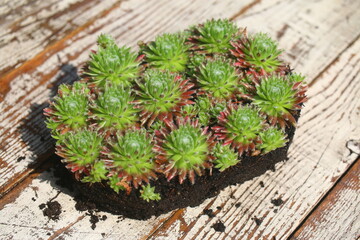 Sempervivum arachnoideum SPRITE succulent rojnik pajęczynowaty © Perovskia