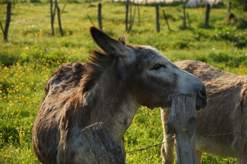 Fototapeta premium âne