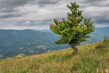 A lonely fruit tree on a mountain hill on a cloudy day