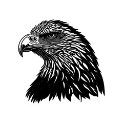 illustration of  eagle hawk falcon condor head in style of linocut engraving, woodcut, black and white, white background.