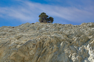Image of a lonely tree on hard rocks.  Blue sky background. Greece Kos island.