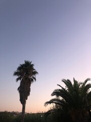 palm trees at sunset