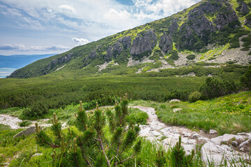 Fototapeta na wymiar Landscape view of a forest of low pine woodland (Pinus mugo) on the slopes of the High Tatras, Slovakia