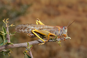 A brown locusts (Locustana pardalina) sitting on a branch, South Africa.