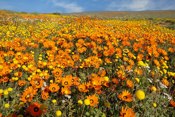 Colorful blooming Namaqualand daisies (Dimorphotheca sinuata) Northern Cape, South Africa.