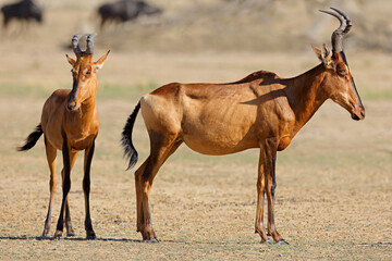 Red hartebeest antelopes (Alcelaphus buselaphus) in natural habitat, Kalahari desert, South Africa.