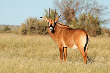A rare roan antelope (Hippotragus equinus) in natural habitat, South Africa.