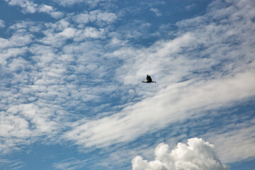 gray heron flies against blue cloudy sky