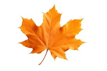 Naklejka na ściany i meble Autumn maple leaf.