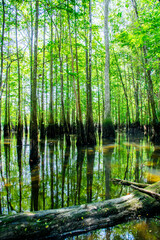 Fall logs on still or slow-moving water with dense of bald cypress background with backlit on bright green leaves, Morrison Springs Park, Walton County, Florida, US
