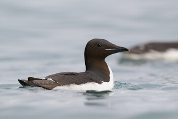 Brünnich's guillemot (Uria lomvia), Svalbard, Norway