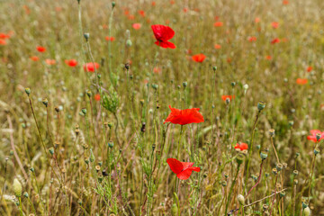 Beautiful red blooming poppies on a wild green meadow.