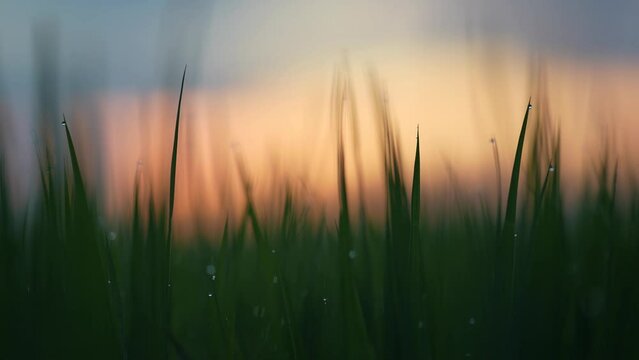Grass leaves swinging in the wind at dusk . As the sun dips below the horizon, casting a golden glow over the landscape, the grass leaves sway gently in the breeze.