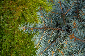 Naklejka na ściany i meble Branches of a coniferous tree close-up on a green background, the texture of the needles of a coniferous tree close-up