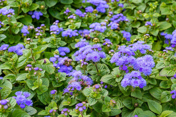 Many blue ageratum flowers, green foliage, closeup