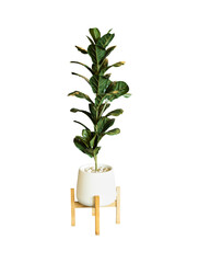 White potted plant isolated on transparent background