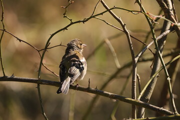 A small brown bird surrounded by tiny twigs with beautiful light