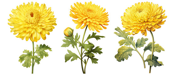 chrysanthemum, flower, watercolor, leaf, nature, illustration, floral, botanical, plant, blossom, transparent background