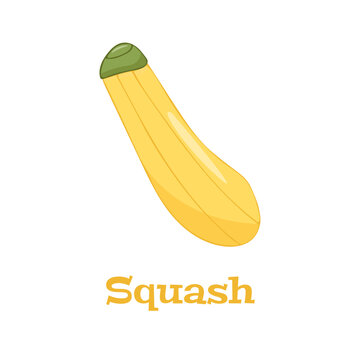 Cartoon squash on white background, healthy food, vegetable harvest. Vector icon.