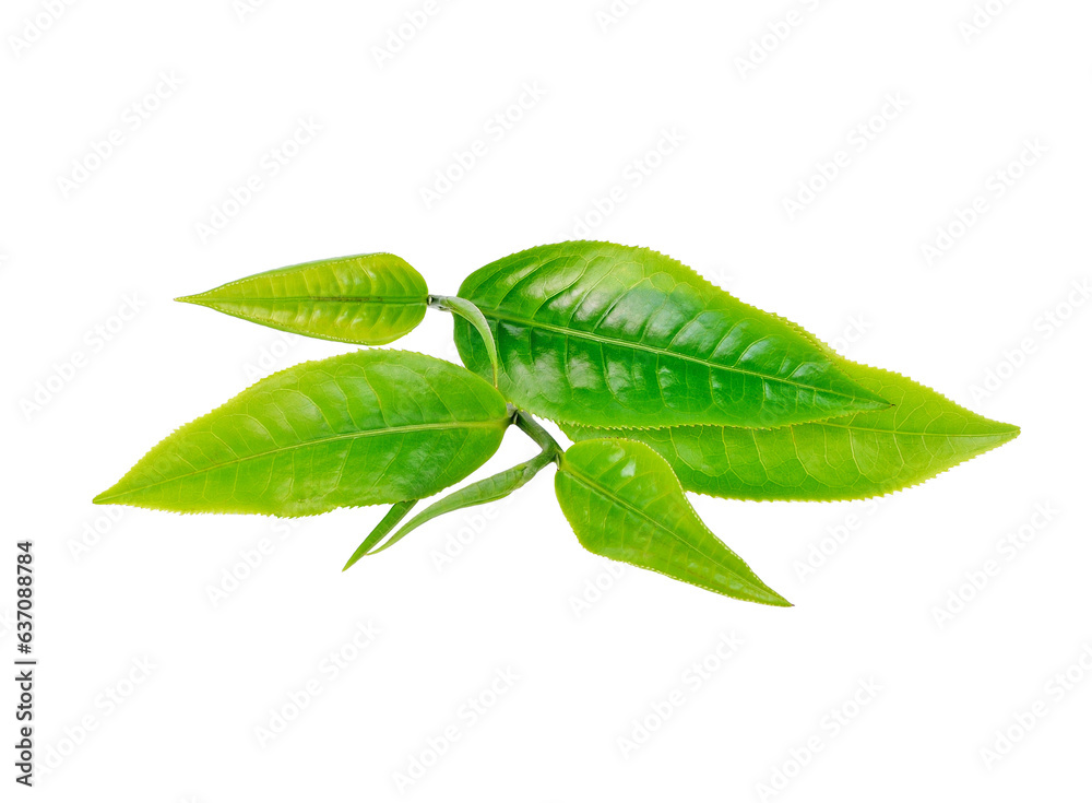 Wall mural green tea leaf transparent png