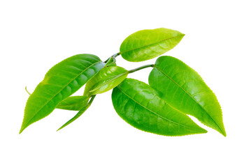 tea leaf transparent png