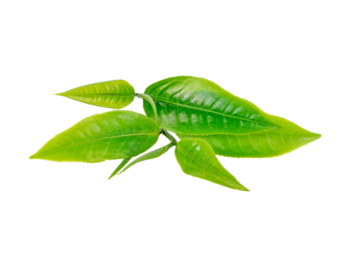 Green tea leaf transparent png - Powered by Adobe