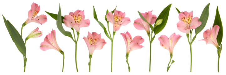 Set of isolated leaves and lilies of pastel pink color separately on transparent background PNG