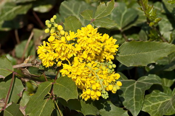 Mahonia aquifolium shrub with yellow flower, evergreen bush with spiny leaves in bloom, Sofia, Bulgaria