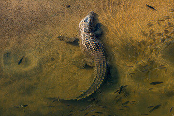 Basking Crocodile
