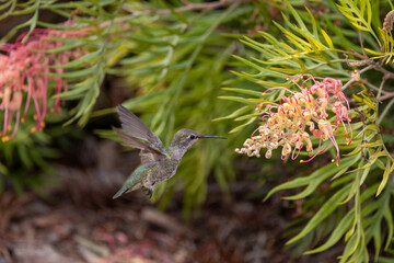 Close up view of an Anna's hummingbird in Southern California