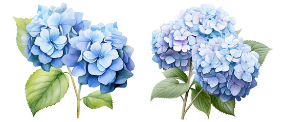 Fototapeta na wymiar Hydrangeas flower watercolor set, transparent background