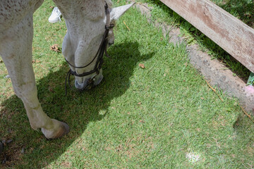 Close-up of the head of a white horse with gray spots, eating grass in a riding school. Tenerife,...