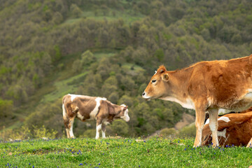 Fototapeta premium Grazing cows under the blue sky ,brown calf eating green grass