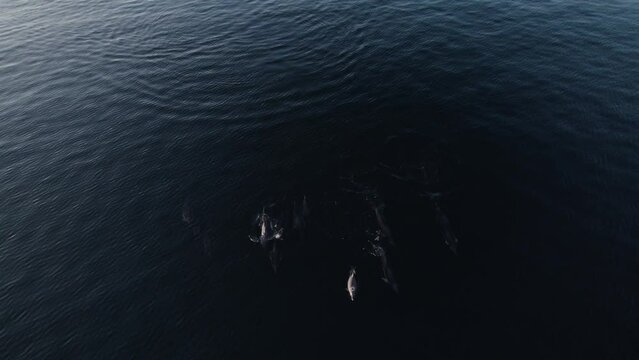 Drone footage of dolphins in Kinsale, Ireland.
