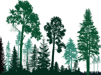 three high trees in green fir forest