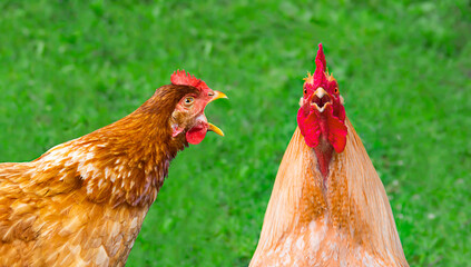 a crazy red hen with an open beak screams at a red rooster on a green background. family quarrel, surprise