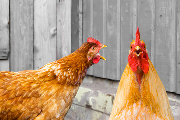 Redhead chicken wide open mouth and shouts in front of gray wooden doors