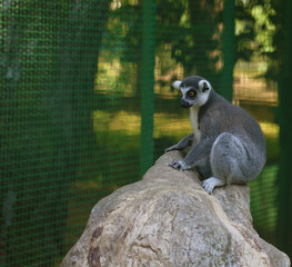 Fototapeta premium 1 one, alone Round-tailed lemur in fence in zoo. lemur sitting on tree branch behind fence at dendrological park, Shekvetili, Georgia.