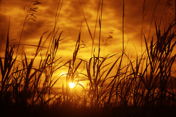Obraz premium Prairie grasses twilight. World environment day concept: Silhouette of meadow autumn sunrise. landscape background