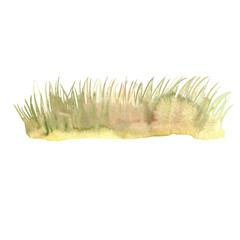 grass, cereals, ornamental plants sketches of plants for landscape design drawn in watercolor, sketches for the design of gardens and flower beds, a schematic representation of vegetation,