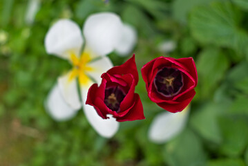 Twins red tulips over white tulips