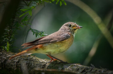 Hausrotschwanz mit Insekten im Schnabel