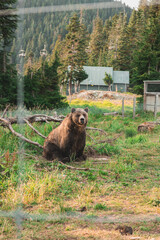 Grizzly bear in the Grizzly Habitat atop Grouse Mountain in Vancouver, Canada