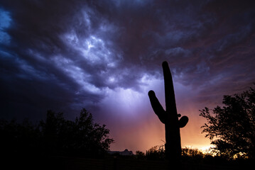 A saguaro cactus is silhouetted by a lightning storm at sunset
