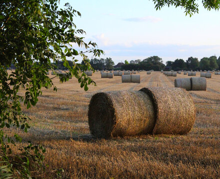 Bales of hay on farmland on a summers evening in the UK Near Selby North Yorkshire - Powered by Adobe