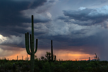 Sonoran desert monsoon storm at sunset