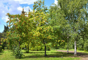 Fragment of the park with birches and rowans