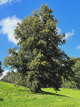 gro&szlig;e Winterlinde in einem Park