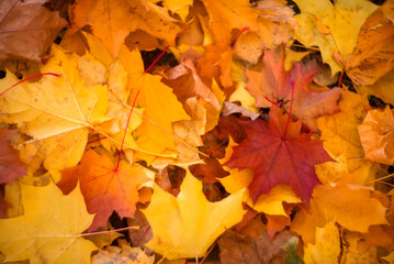 Naklejka na ściany i meble Bright autumn maple leaves . autumn background